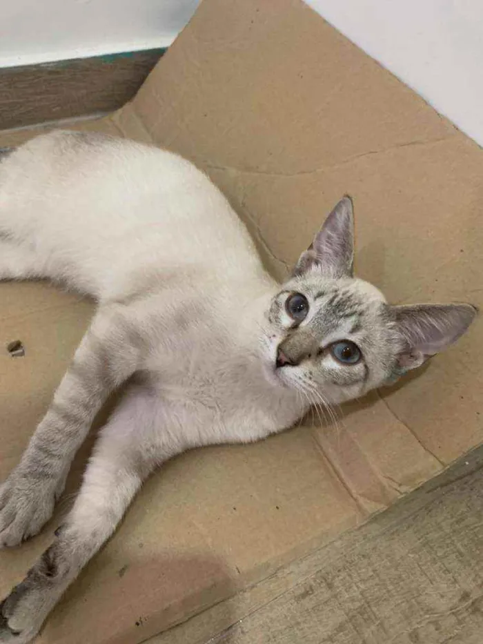 Gato ra a SIALATA idade 2 a 6 meses nome Bin Laden