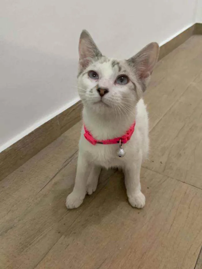 Gato ra a SIALATA idade 2 a 6 meses nome Zulema
