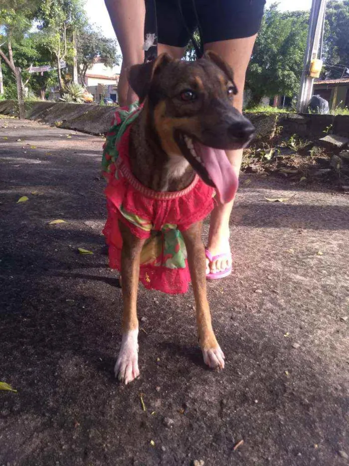 Cachorro ra a SEM RACA DEFINIDA idade 7 a 11 meses nome SEM NOME