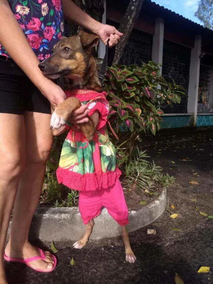 Cachorro ra a SEM RACA DEFINIDA idade 7 a 11 meses nome SEM NOME