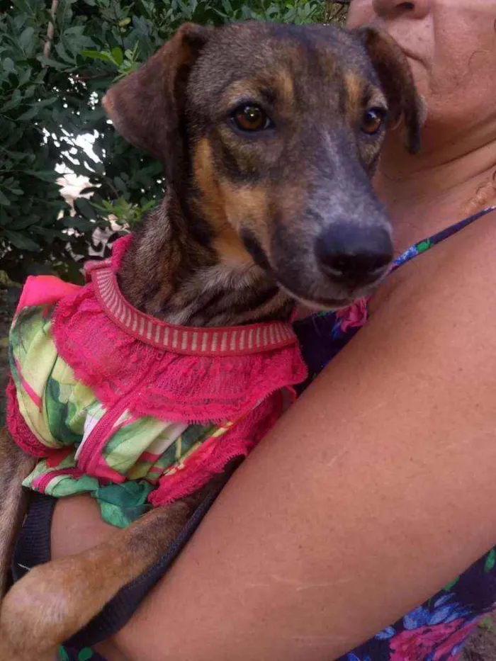 Cachorro ra a SEM RACA DEFINIDA idade 7 a 11 meses nome SEM NOME