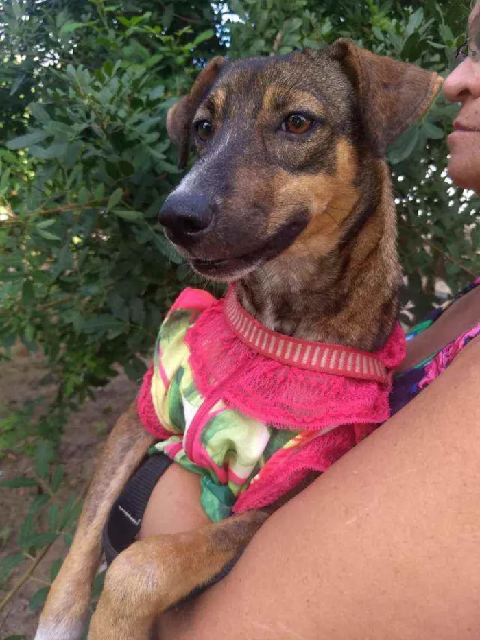 Cachorro ra a SEM RACA DEFINIDA idade 7 a 11 meses nome SEM NOME
