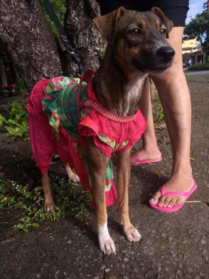 Cachorro ra a SEM RACA DEFINIDA idade 7 a 11 meses nome SEM NOME