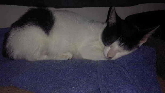 Gato ra a Srd idade 2 a 6 meses nome Kate