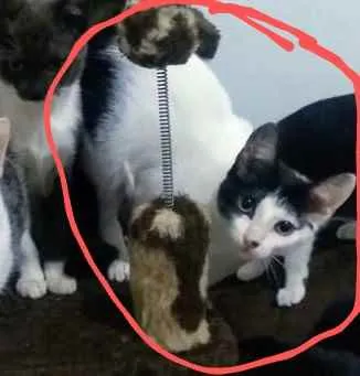 Gato ra a Srd idade 2 a 6 meses nome Kate