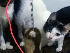 Gato raça Srd idade 2 a 6 meses nome Kate