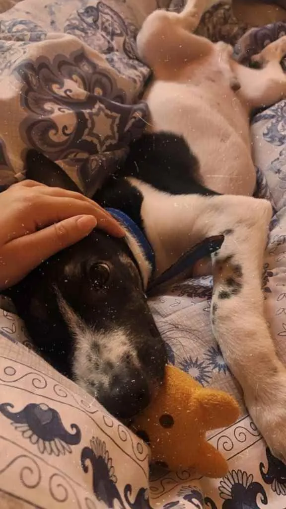 Cachorro ra a RND idade 7 a 11 meses nome Totó