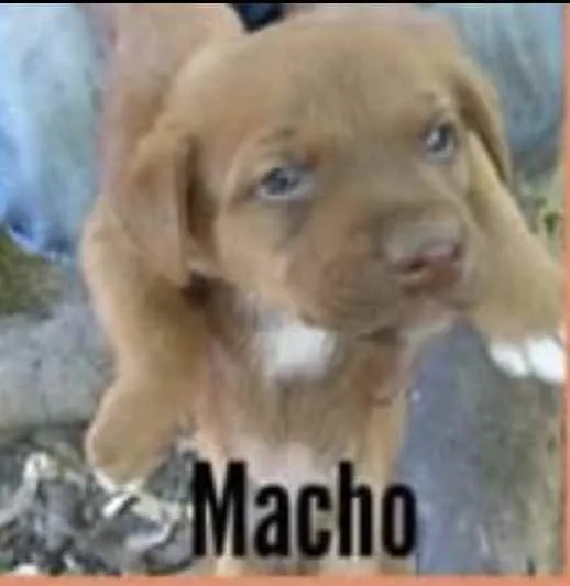 Cachorro ra a SRD idade Abaixo de 2 meses nome Leon 