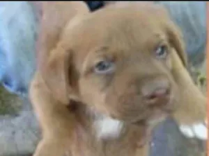Cachorro raça SRD idade Abaixo de 2 meses nome Leon 