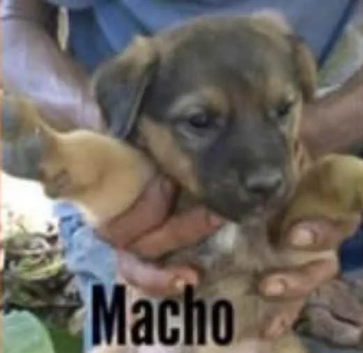 Cachorro ra a SRD idade Abaixo de 2 meses nome Zion 