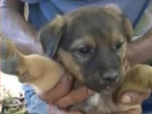 Cachorro ra a SRD idade Abaixo de 2 meses nome Zion 