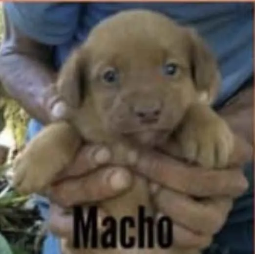 Cachorro ra a SRD idade Abaixo de 2 meses nome Enzo 