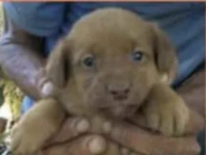 Cachorro raça SRD idade Abaixo de 2 meses nome Enzo 