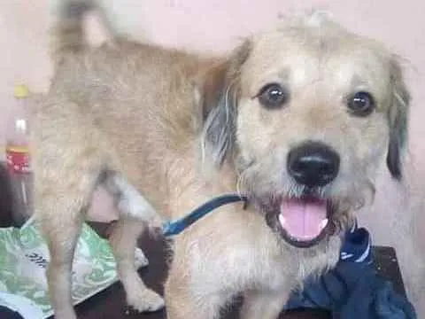 Cachorro ra a Vira-lata com pudou  idade 4 anos nome Negão 