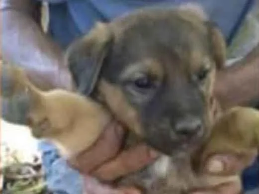 Cachorro ra a SRD idade Abaixo de 2 meses nome Zion 