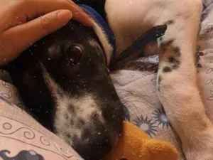 Cachorro raça RND idade 7 a 11 meses nome Totó