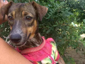 Cachorro raça SEM RACA DEFINIDA idade 7 a 11 meses nome SEM NOME