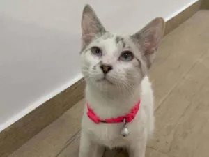 Gato raça SIALATA idade 2 a 6 meses nome Zulema