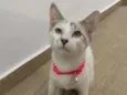 Zulema
