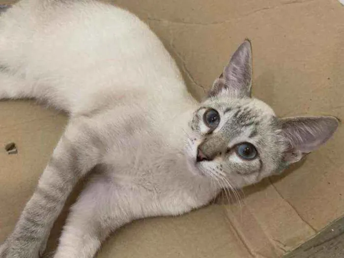 Gato ra a SIALATA idade 2 a 6 meses nome Bin Laden