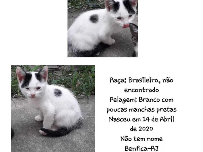 Gato ra a Brasileiro, raça não encontrad idade 2 a 6 meses nome Não tem nome