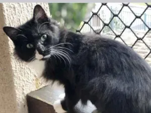 Gato raça Frajola  idade 7 a 11 meses nome Adoção urgente 
