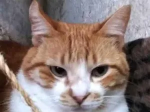 Gato raça Srd  idade 1 ano nome Duk 