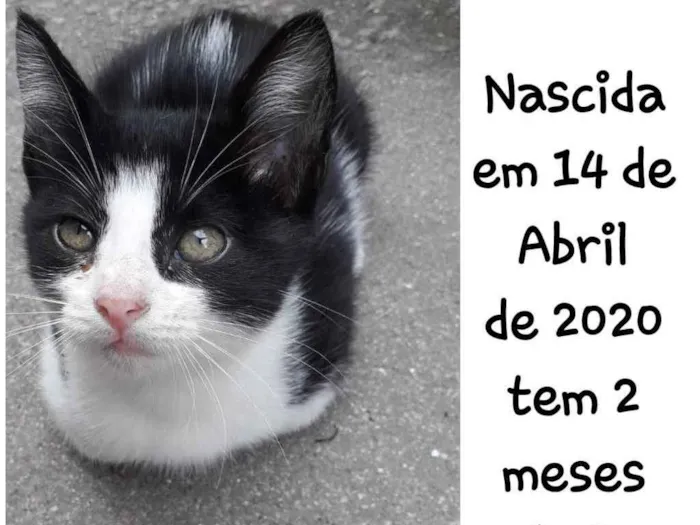 Gato ra a Brasileiro, raça não encontrad idade 2 a 6 meses nome Não tem nome