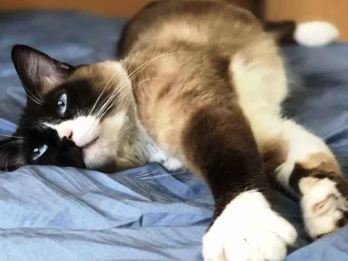 Gato ra a Sialata idade 1 ano nome Adoção urgente 