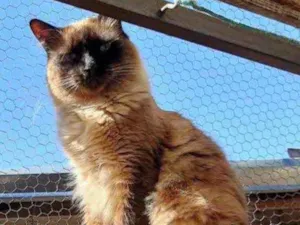 Gato raça Siamesa  idade 1 ano nome Adoção urgente 