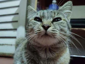 Gato raça Sem raça idade 2 anos nome Tigrinha