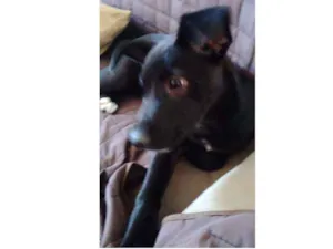 Cachorro raça  idade 2 a 6 meses nome (indefinido)