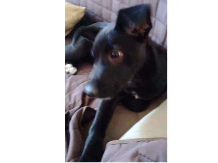 Cachorro ra a  idade 2 a 6 meses nome (indefinido)