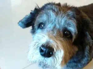 Cachorro raça  idade 3 anos nome Vitória 