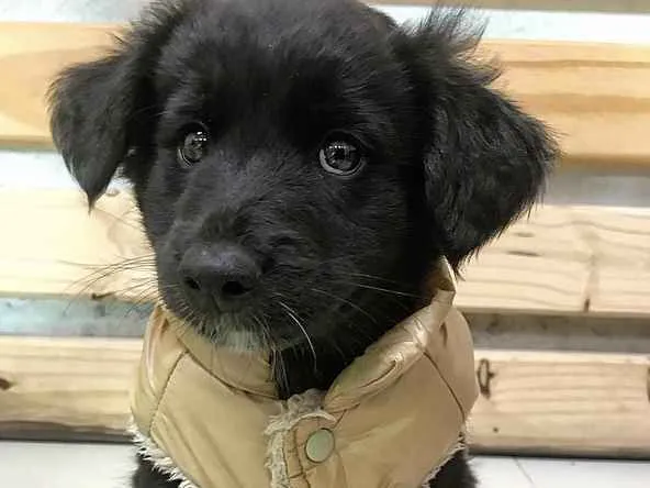 Cachorro ra a SEM RAÇA DEFINIDA  idade Abaixo de 2 meses nome SIMBA 