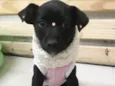 LUA