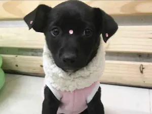 Cachorro raça Sem raça definida idade  nome LUA