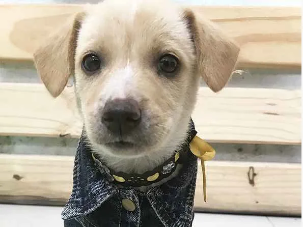 Cachorro ra a SRD ( Mestiça de Labrador)  idade Abaixo de 2 meses nome SOL