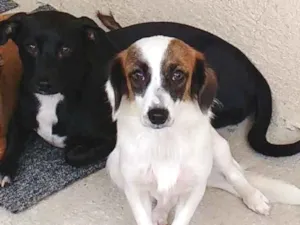 Cachorro raça Misturado com bassê idade 3 anos nome Bethouver e Pandora