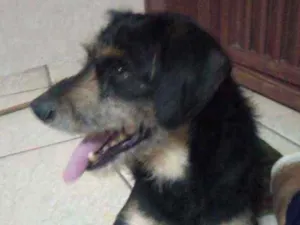 Cachorro raça Srd idade 2 anos nome Sem nome