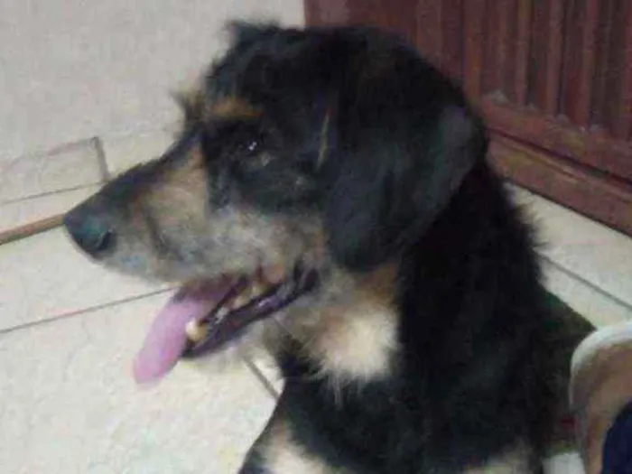 Cachorro ra a Srd idade 2 anos nome Sem nome