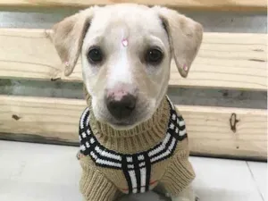 Cachorro raça SRD (Mestiça Labrador) idade Abaixo de 2 meses nome MELINA