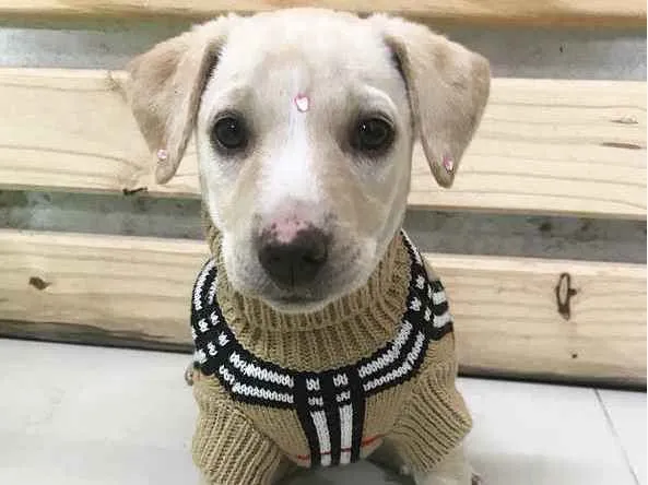 Cachorro ra a SRD (Mestiça Labrador) idade Abaixo de 2 meses nome MELINA