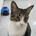 Joey