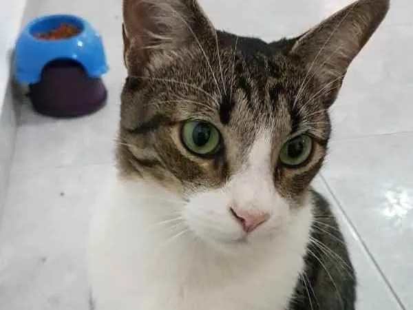 Gato ra a Srd idade 3 anos nome Joey