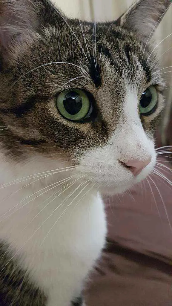Gato ra a Srd idade 3 anos nome Joey