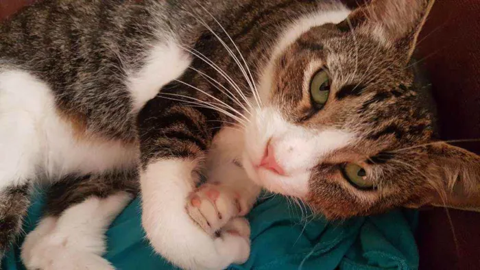Gato ra a Srd idade 3 anos nome Joey