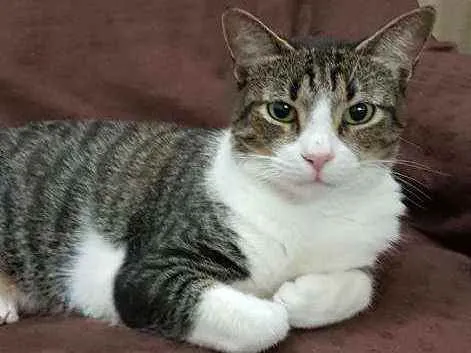 Gato ra a Srd idade 3 anos nome Joey