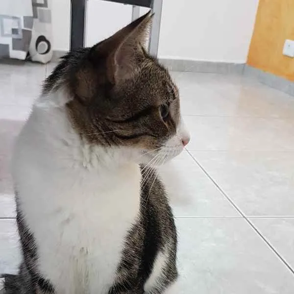 Gato ra a Srd idade 3 anos nome Joey