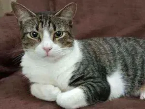 Gato raça Srd idade 3 anos nome Joey